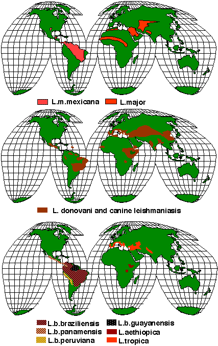 [mappa+diffusione_leishmaniosi+su+scala+mondiale.gif]