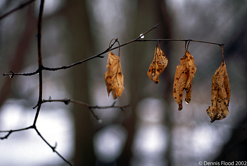 [l-hanging-leaves.jpg]