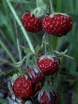 [wildstrawberries.jpg]