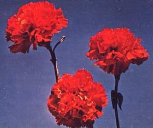 [red+carnation.jpg]