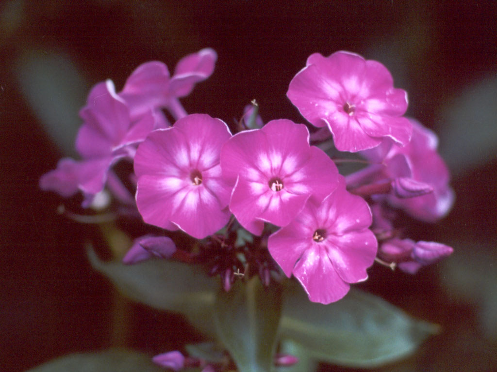 [phlox-purple-flower.jpg]