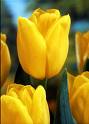 [image+tulip.jpg]