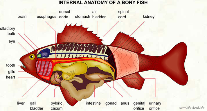 [033+Internal+anatomy+of+a+bony+fish.jpg]