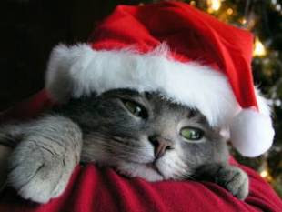 Hola a todos Gato+navidad