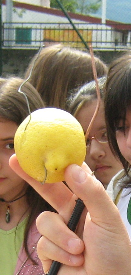 [limone.jpg]