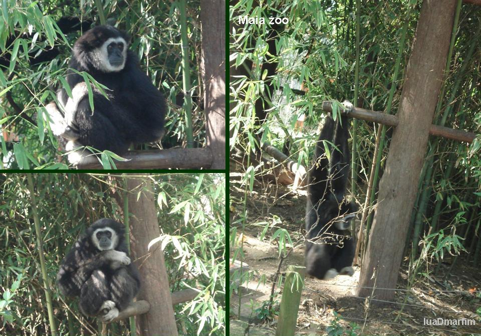 [Maia+Zoo+-+05.04.2008+-+primatas+B.jpg.jpg]