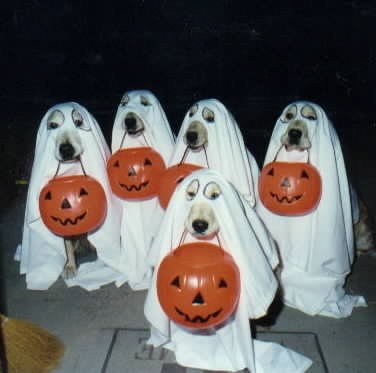[halloween_ghost_dogs.jpg]