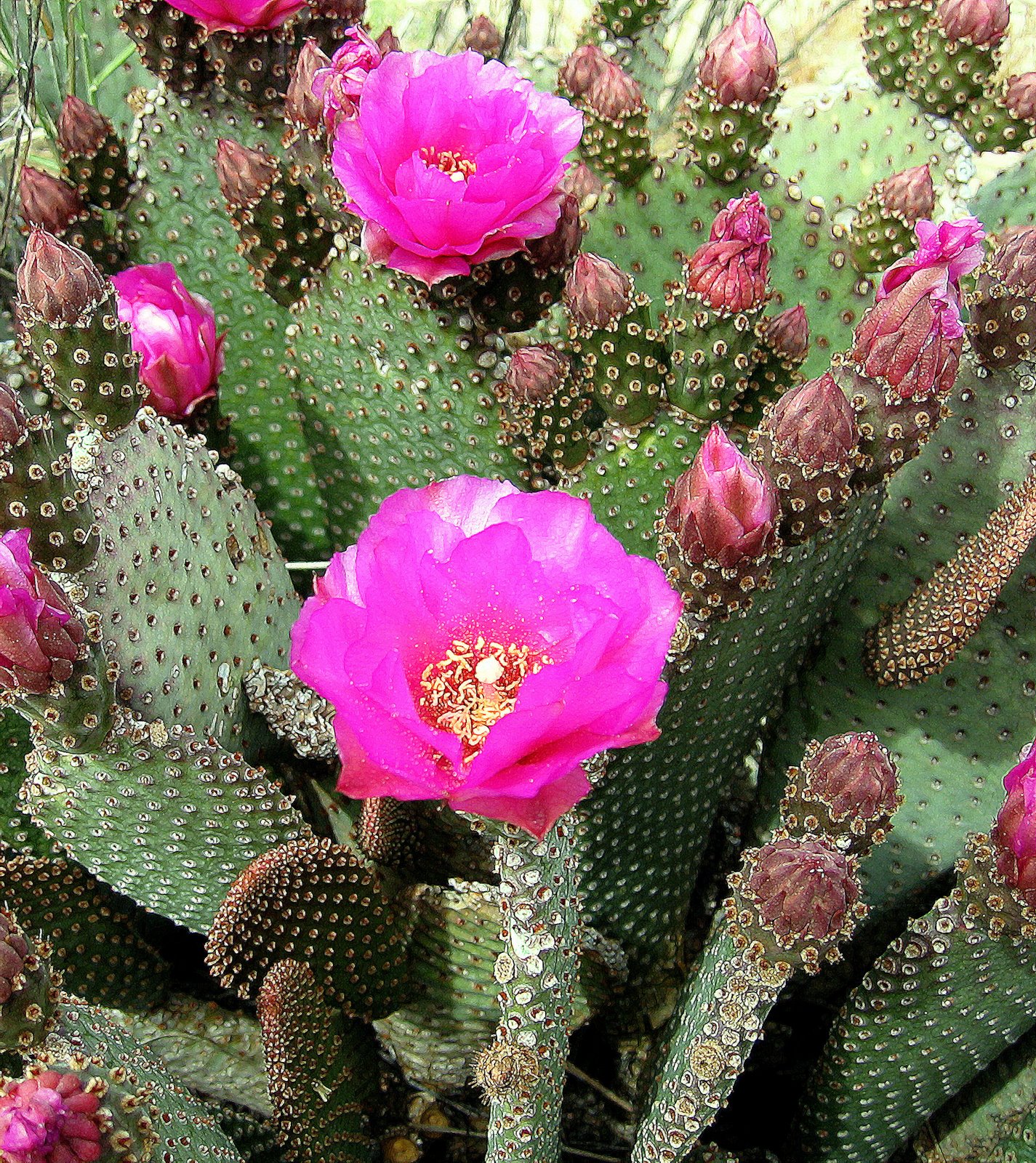 [cactus8x10.jpg]