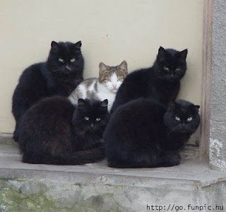 Juego de temas - Pgina 12 Gatos+negros