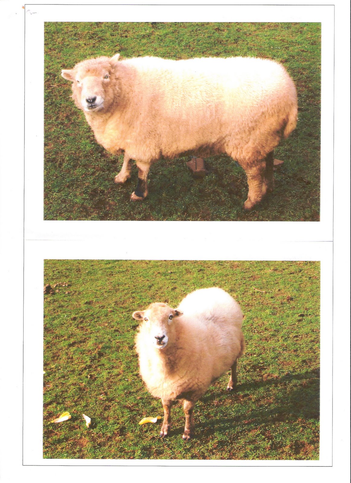 [Sheep.jpg]