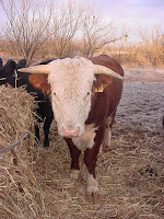 Fred Schmidt's Hereford Bull