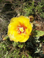 Cactus Bloom at RPQRR