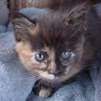 August Kitten