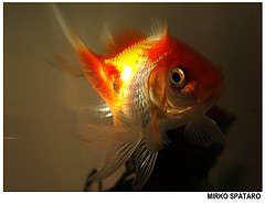 [pesce+rosso.jpg]