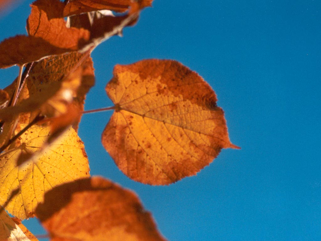 [autumn-leaf.jpg]