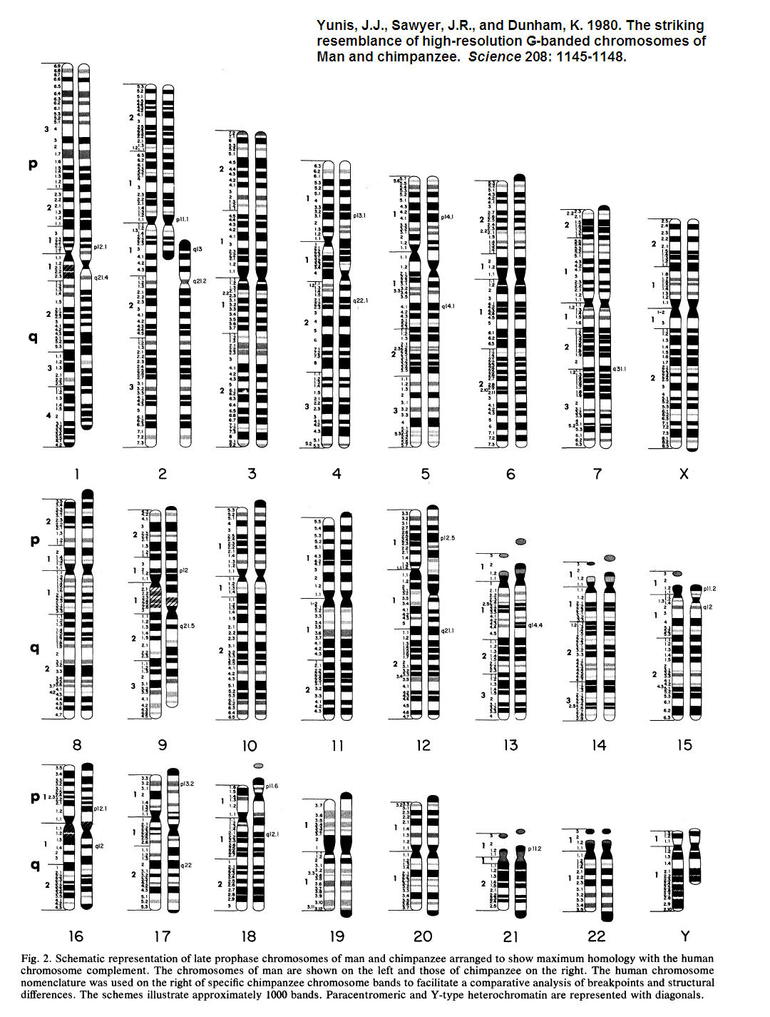 [Yunis+et+al+1980+-+human+chimp+chromosome.jpg]