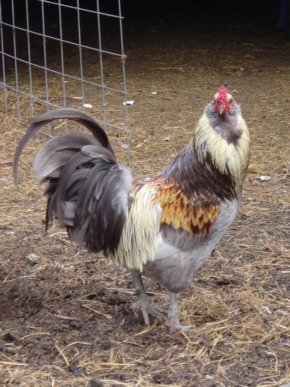 Ameracuana Rooster
