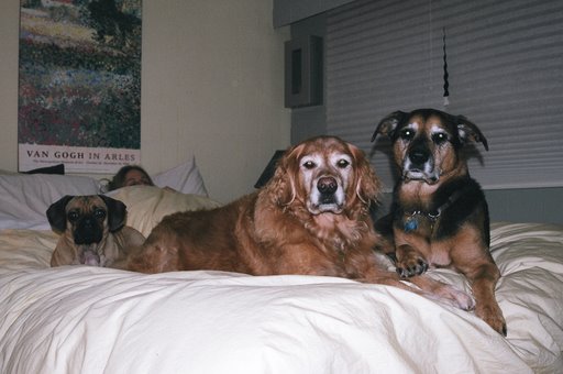 [dogs+on+a+bed.jpg]