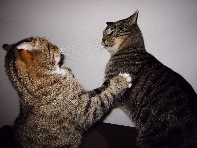 [Cat_Fight.jpg]