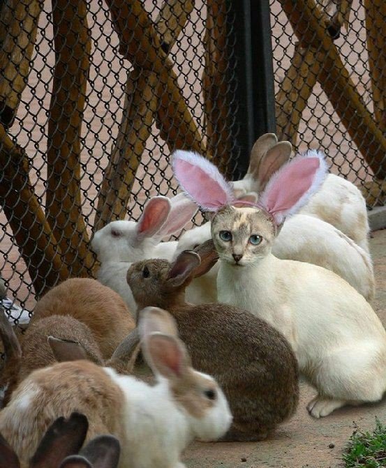[rabbit+cat.jpg]