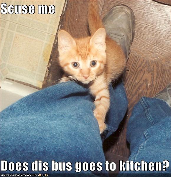 [funny-pictures-kitchen-bus-cat.jpg]