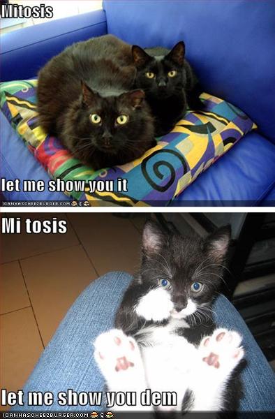 [funny-pictures-mitosis-mi-tosis.jpg]