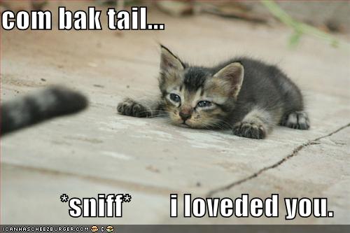 [funny-pictures-cat-misses-tail.jpg]