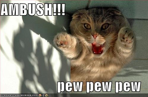 [funny-pictures-ambush-cat.jpg]