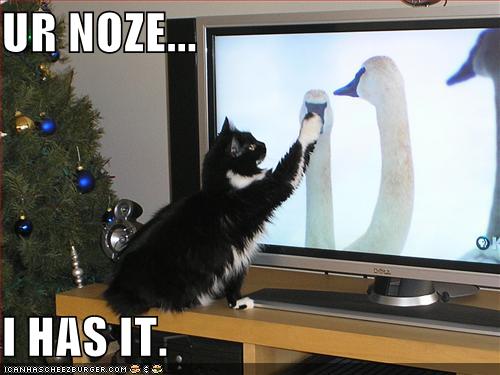 [funny-pictures-cat-attacks-goose-tv.jpg]