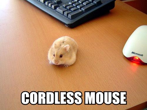 [cordless-mouse.jpg]
