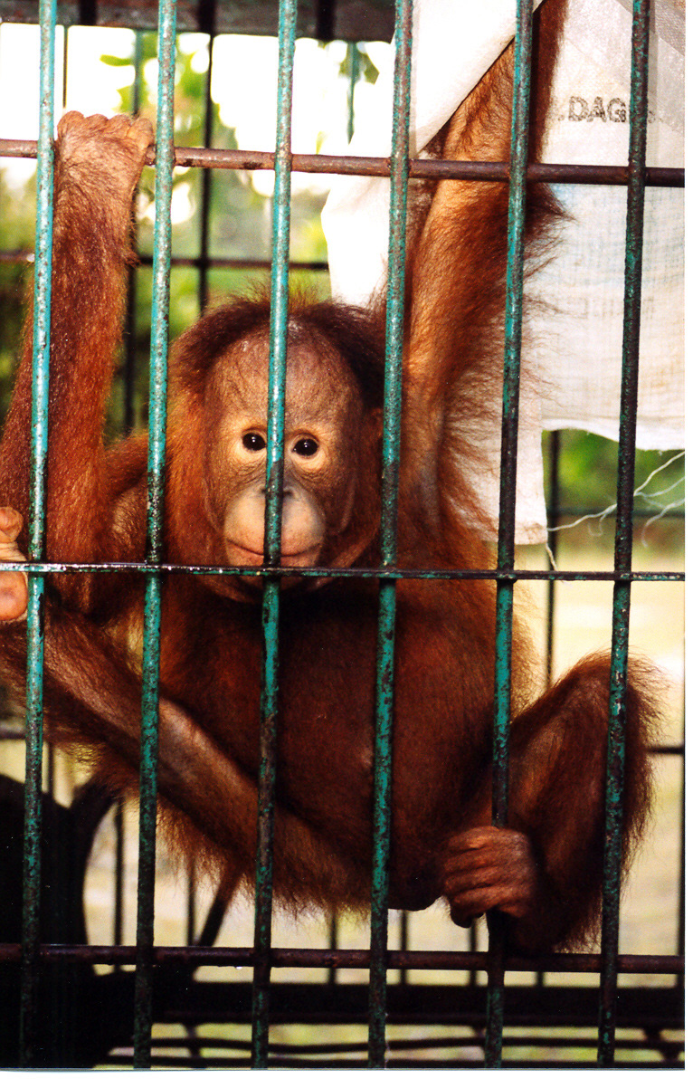 [3_orangutan_caged.jpg]
