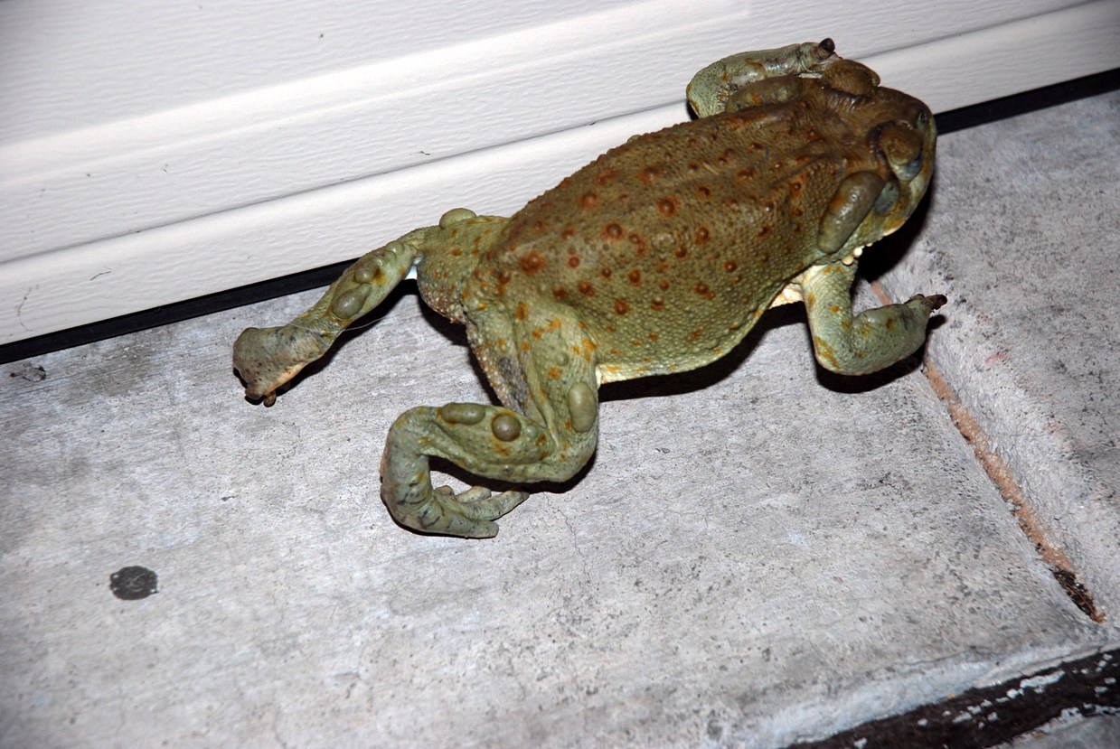[Fleeing+toad.JPG]