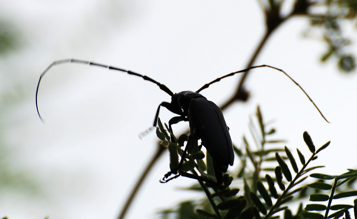[Long-horned+beetle.JPG]