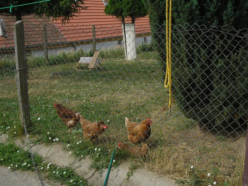 [chickens+temporary+accommodation+(Medium).JPG]