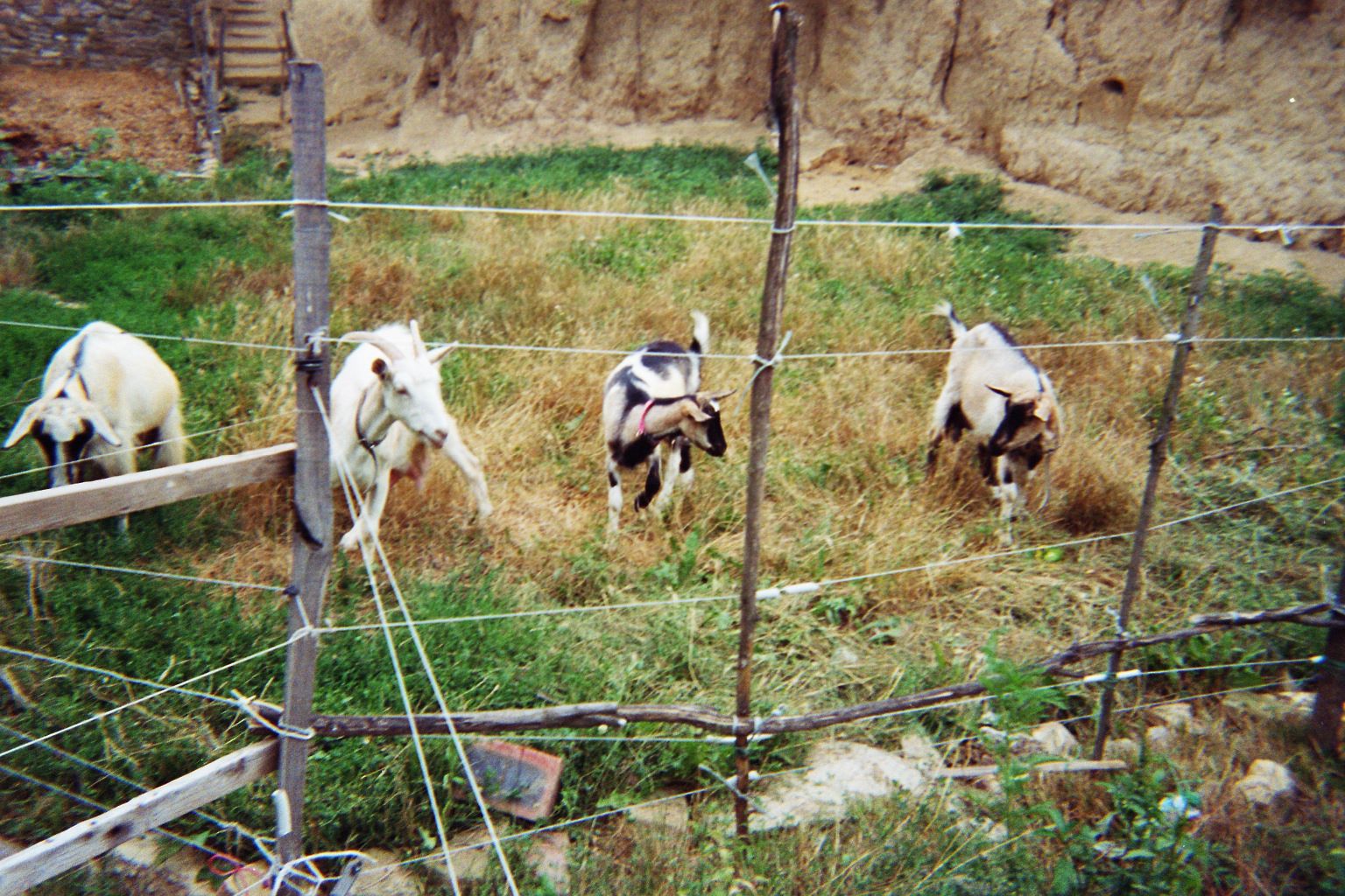 [4+goats+2008+july.jpg]