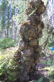 Spruce tree burls