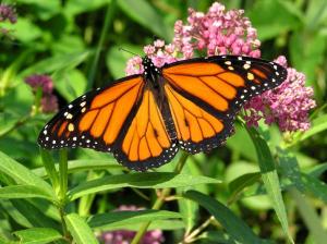 [monarch+butterfly.jpg]