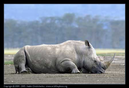 [rinoceronteBranco.jpg]