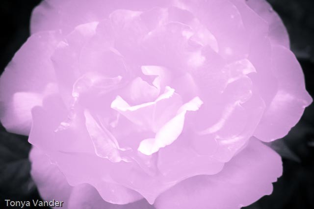 [Purple+rose.jpg]