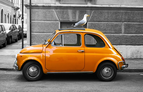 [Fiat500_bird.jpg]