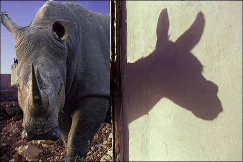 [rhino-donkey_shadow.jpg]