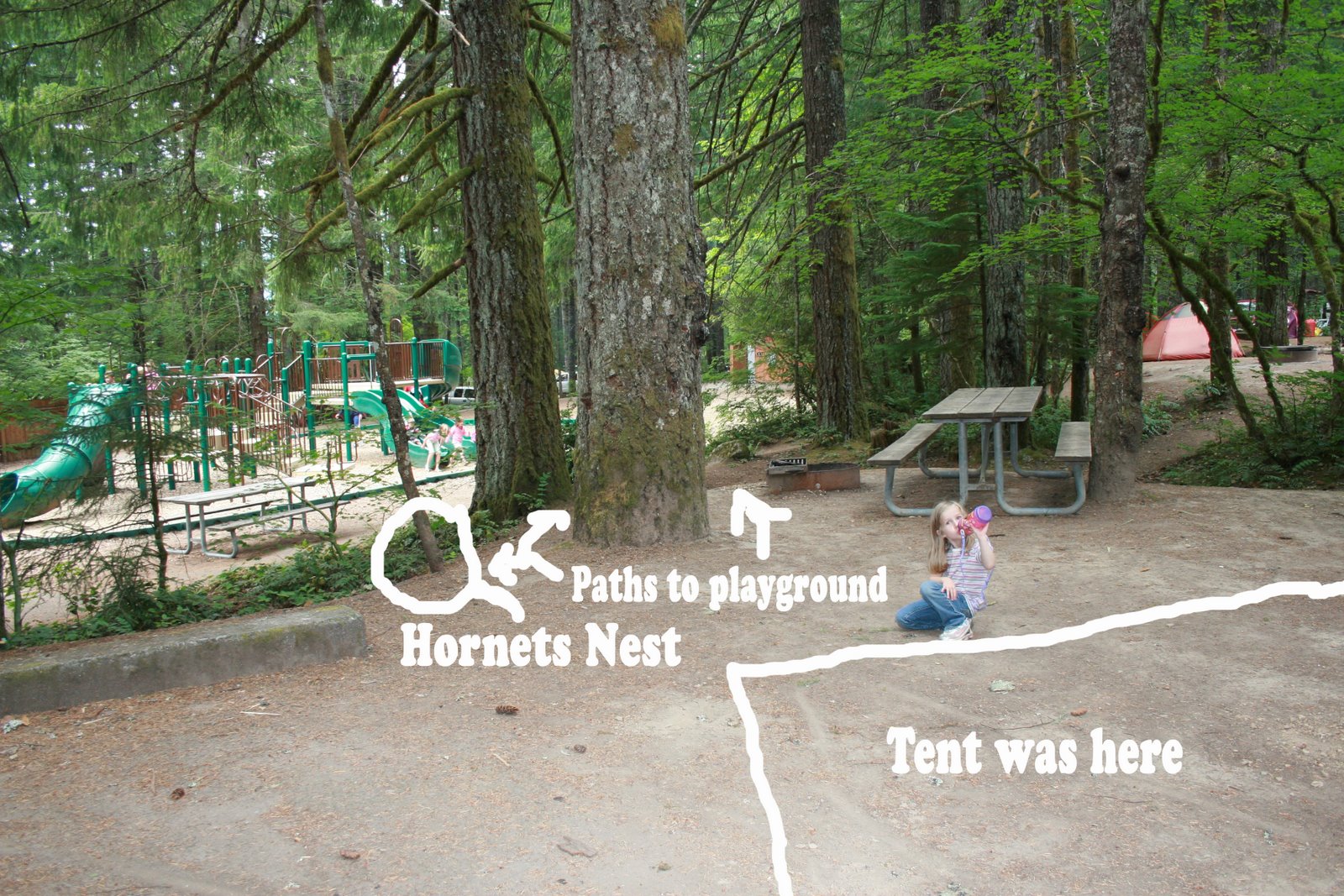 [Camping+trip+hornets+nest+diagram.jpg]