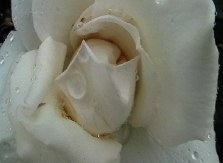 [raindrop+on+rose.JPEG]