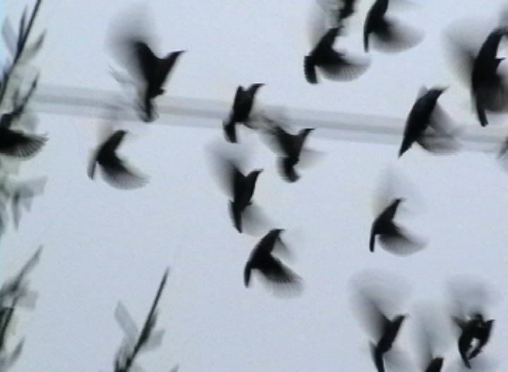 [blur+bird+really+dark.JPEG]