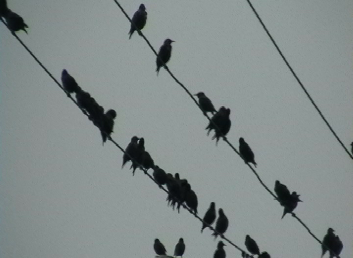 [wire+birds+7.JPEG]