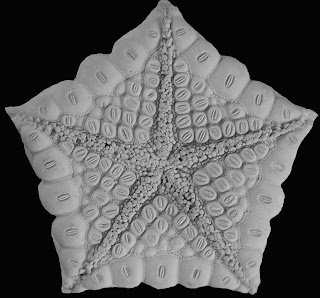 Function Of Madreporite Plate In Starfish