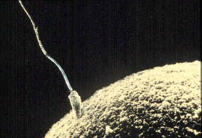 [Sperm-egg.jpg]