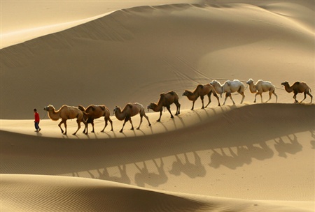 [Camels+in+the+desert+.jpg]