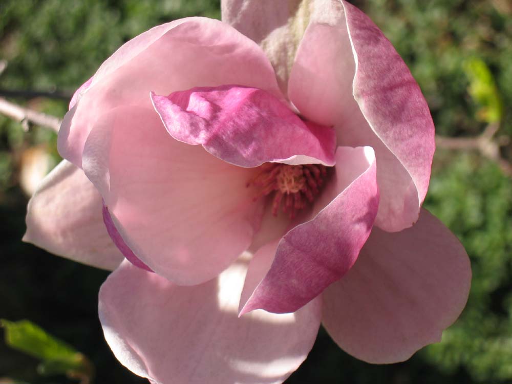 [Magnolia+Gorgeous+Closeup.jpg]