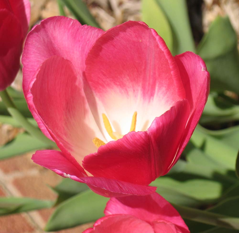[Pink+tulip+closeup.jpg]